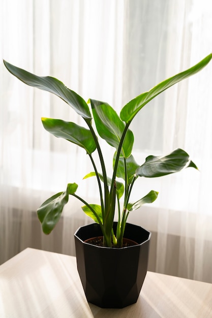 Binnenplanten in de studio