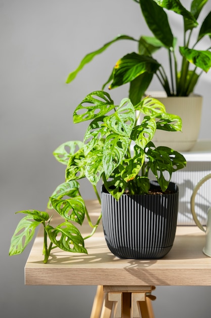 Gratis foto binnenplanten in de studio