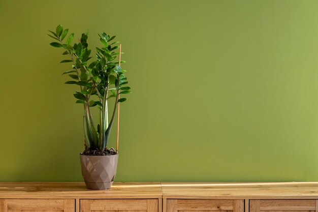 Binnenplanten in de studio