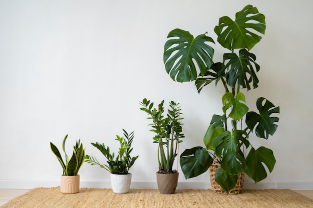 Binnenplanten in de studio