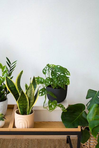 Gratis foto binnenplanten in de studio