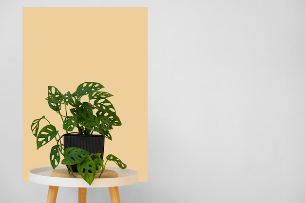 Gratis foto binnenplanten in de studio