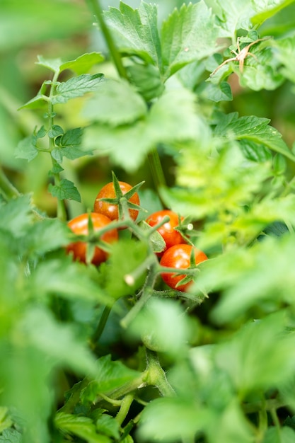 Gratis foto biologische tomaten verborgen in groene bladeren
