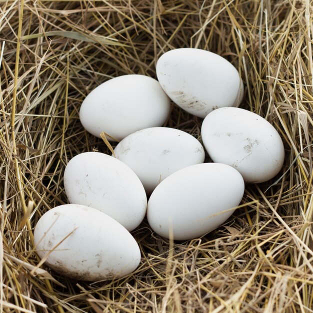 Biologische verse eieren op boerderij van kippen