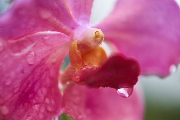 blad close-up macro detail roze