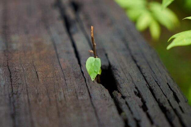 blad detail plant macro plank