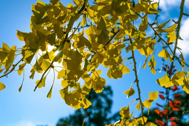 Blad en hemelachtergrond