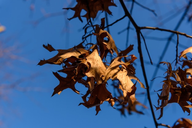 Gratis foto blad en hemelachtergrond