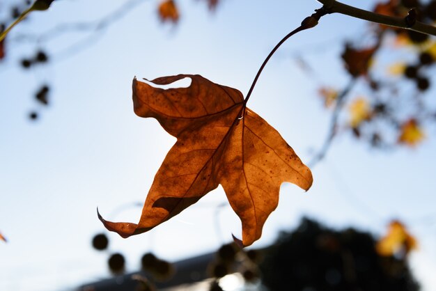 Blad en hemelachtergrond