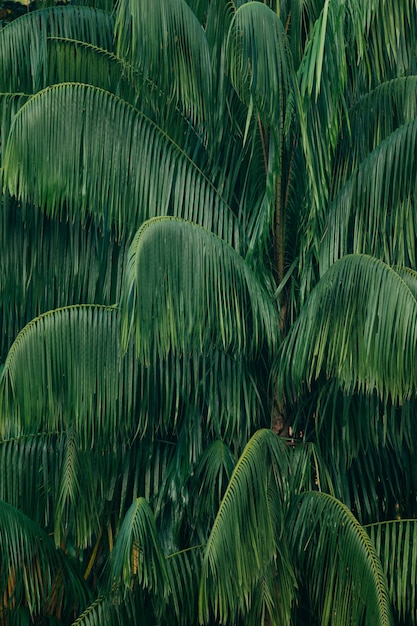 Bladeren van palmboomachtergrond