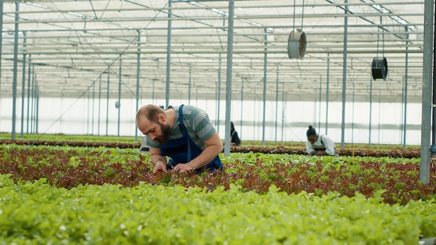 Blanke kasarbeider inspecteert slaplanten en controleert op hoge kwaliteit voor oogst en levering. Diverse landarbeiders in een hydrocultuuromgeving die planten verzorgen voor optimale groei.