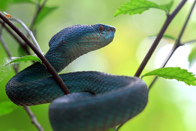 Blauwe adder slang close-up op tak