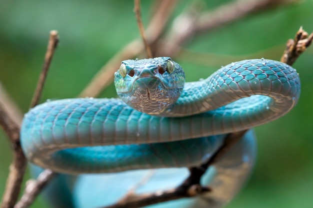 Blauwe adder slang op tak adderslang blauwe insularis