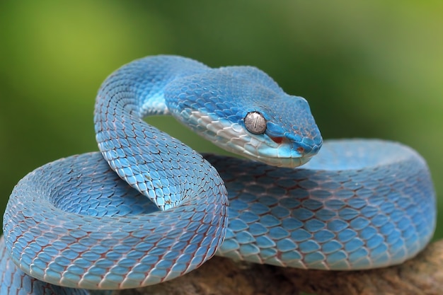 Blauwe adder slang op tak adderslang blauwe insularis