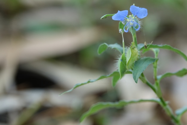 Blauwe bloem met een onscherpe achtergrond