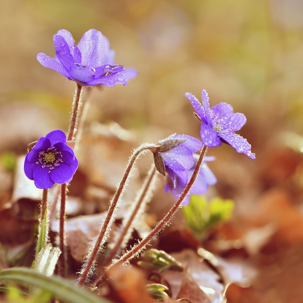 &quot;Blauwe bloemen in regendruppels&quot;