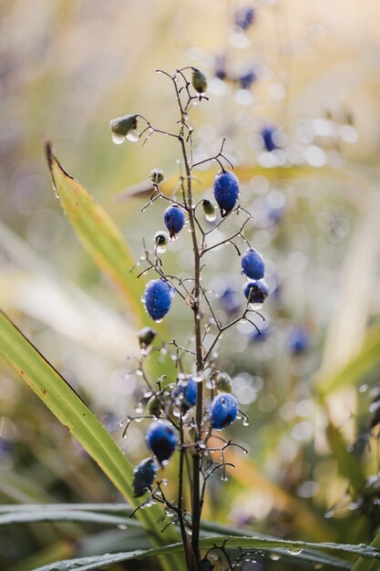 Blauwe bloemknoppen in de lens van de schuine standverschuiving