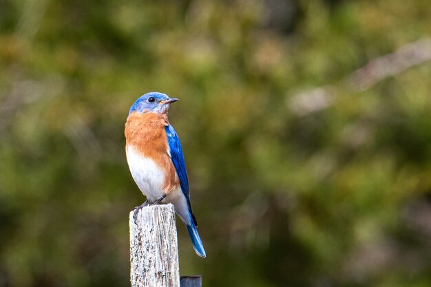 Blauwe, bruine en witte vogel zittend op stuk geschilderd hout