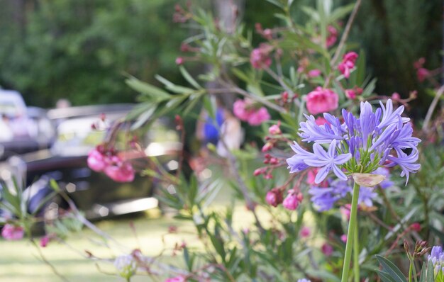 Blauwe elegante bloemen.