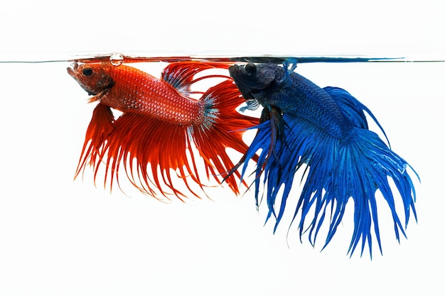 Blauwe en rode bettavissen, vechtende vissen die op witte achtergrond worden geïsoleerd
