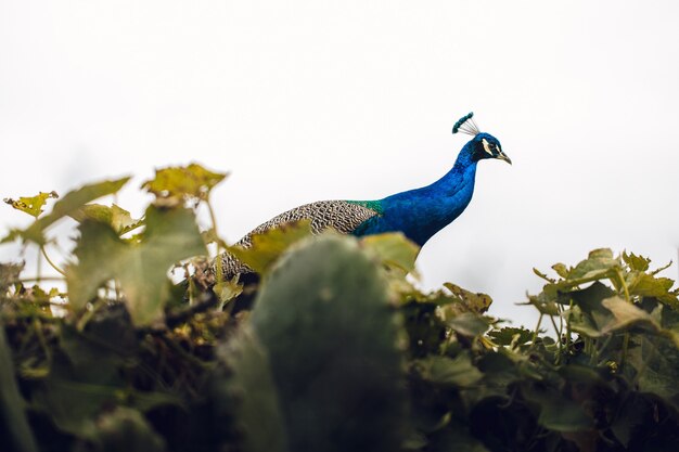 Blauwe en zwarte pauw