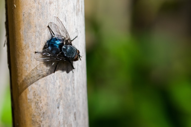 Gratis foto blauwe flesvlieg.