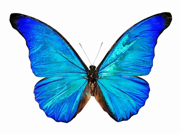 Blauwe geïsoleerde vlindermorfo anaxibia