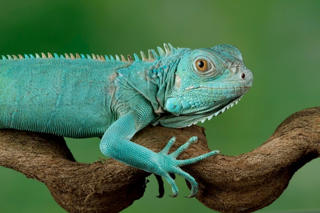 Blauwe leguaan close-up kop Blauwe leguaan Grand Cayman Blauwe leguaan Cyclura Lewisi