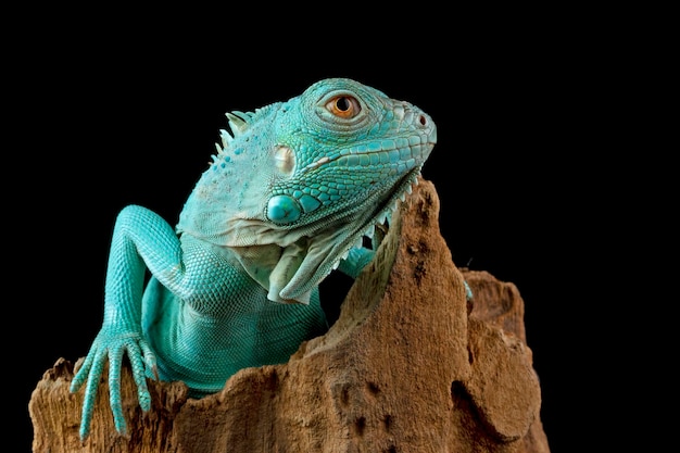 Blauwe leguaan close-up kop Blauwe leguaan Grand Cayman Blauwe leguaan Cyclura Lewisi