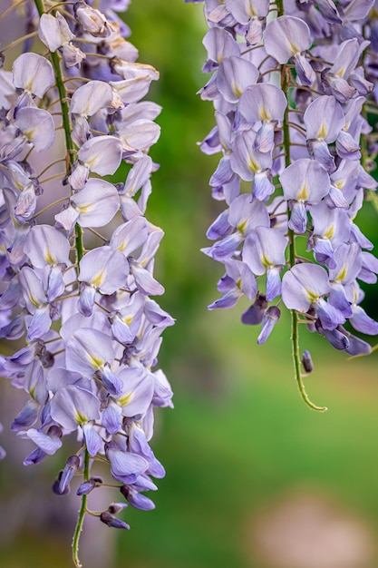 Gratis foto blauweregen boom bloeien close-up natuurlijke achtergrond