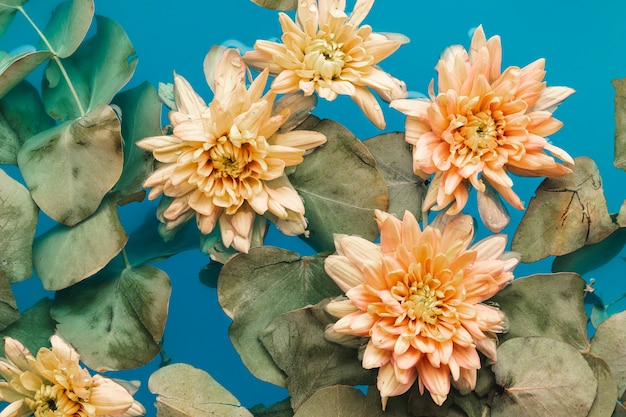 Bleke chrysanten in blauw gekleurd water