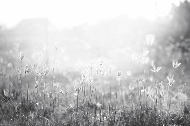 Gratis foto bloei rustige selectieve hoofd natuur stengel