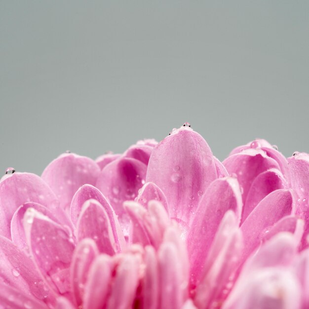 Bloeiende bloem met roze natte bloemblaadjes