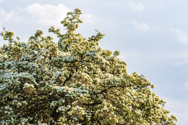 Bloeiende boom met witte bloemen tegen de blauwe hemel