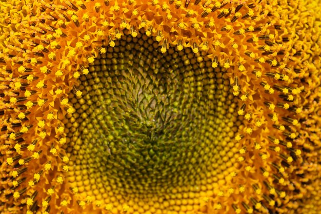 Bloeiende felgele zonnebloembloem op een zomerdag close-up macrofotografie