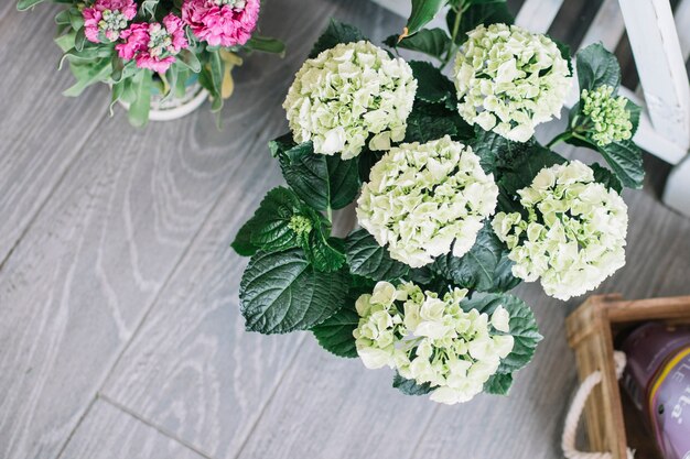 Bloeiende groene bloemen in de markt