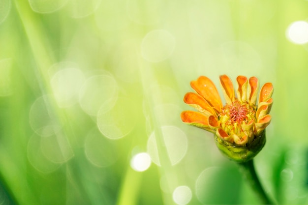 Bloeiende oranje bloem in een tuin macroschot