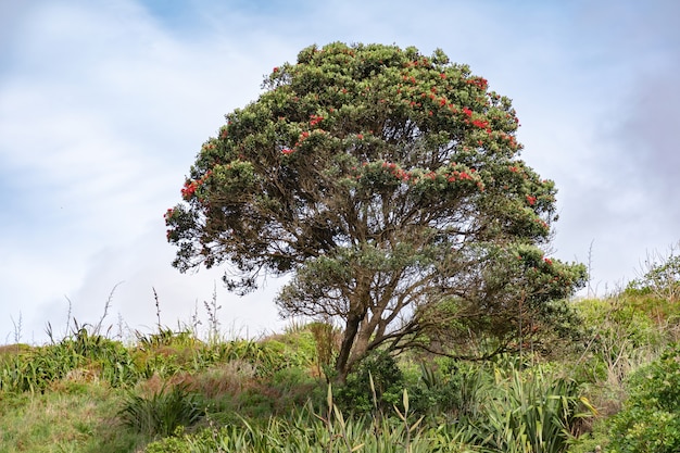 Gratis foto bloeiende pohutukawa-boom