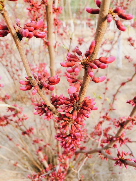Bloeiende roze bloemen van een Judasboom, een plant van een familie van peulvruchten tsercis bloeit