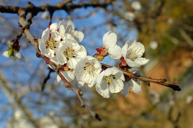 Bloeiende tak van appelboom. witte bloemen op de takken van bomen in het voorjaar.