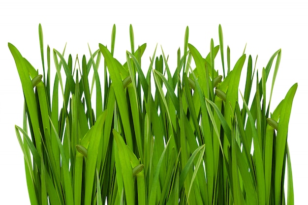 Bloem groen blad dat op witte achtergrond wordt geïsoleerd.