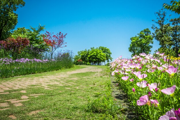 Bloem in het park