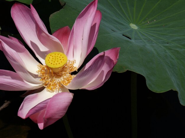 Bloem met roze bloemblaadjes en geel centrum met stippen