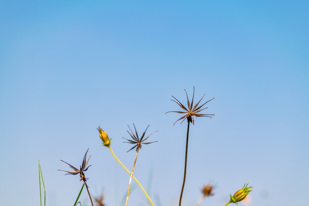 Bloem natuur schoonheid zomer adem