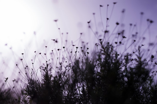 Bloem veld tijdens zonsondergang