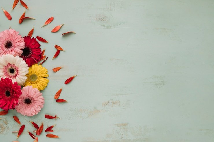 Gratis Foto bloemblaadjes dichtbij heldere gerberas
