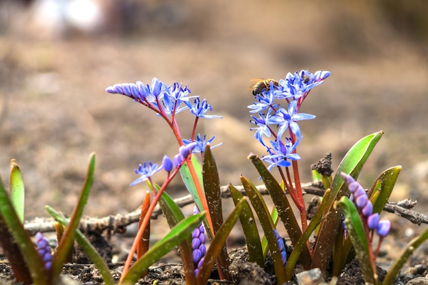 Bloemen blauw tweebladige squill, alpine-squill of scilla bifolia in het bos