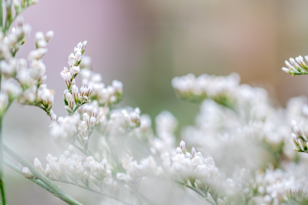 Bloemen in de natuur