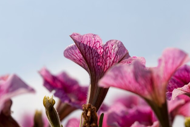 Bloemen in het voorjaar, bloemen worden gekweekt voor landschapsarchitectuur Premium Foto