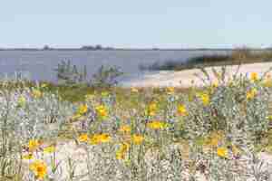 Gratis foto bloemen op kust dichtbij water